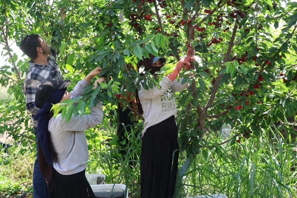 Adana'da yetiştirilen İspanyol kirazı Avrupa'ya ihraç edilmeye başlandı