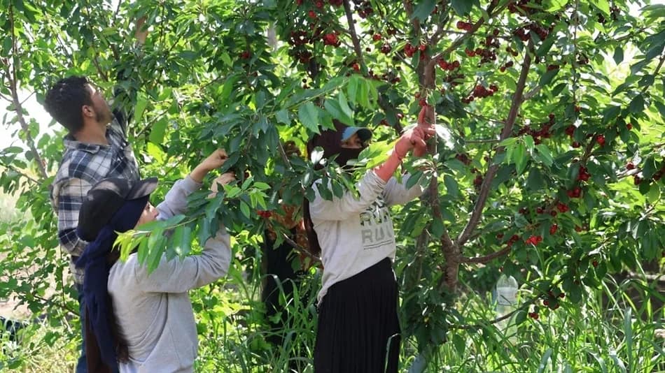 Adana'da yetiştirilen İspanyol kirazı Avrupa'ya ihraç edilmeye başlandı