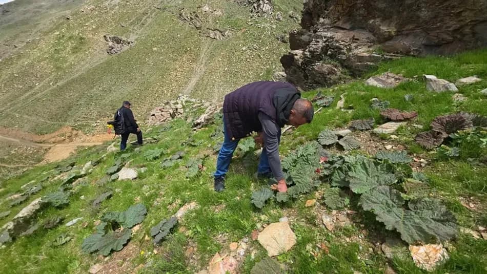 Bitlis'te ışkın hasadı başladı, fiyatı 750 liradan 200 liraya geriledi