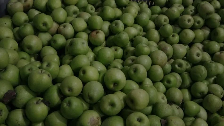 Isparta'da 50 bin ton elma depolarda alıcı bekliyor