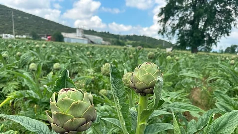 Bursa Karaoğlan’da 4 Milyondan Fazla Enginar Üretildi