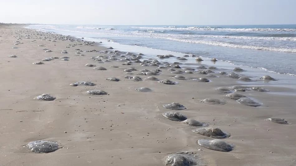 Mersin'de sahile vuran denizanaları için temas uyarısı yapıldı