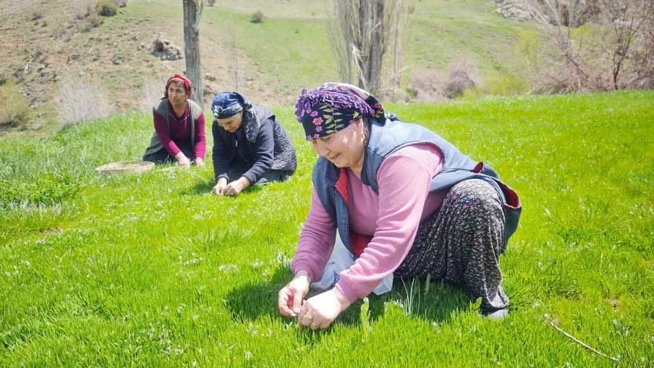 Sivas'ta madımak sezonu başladı, kilosu 200 liraya çıktı