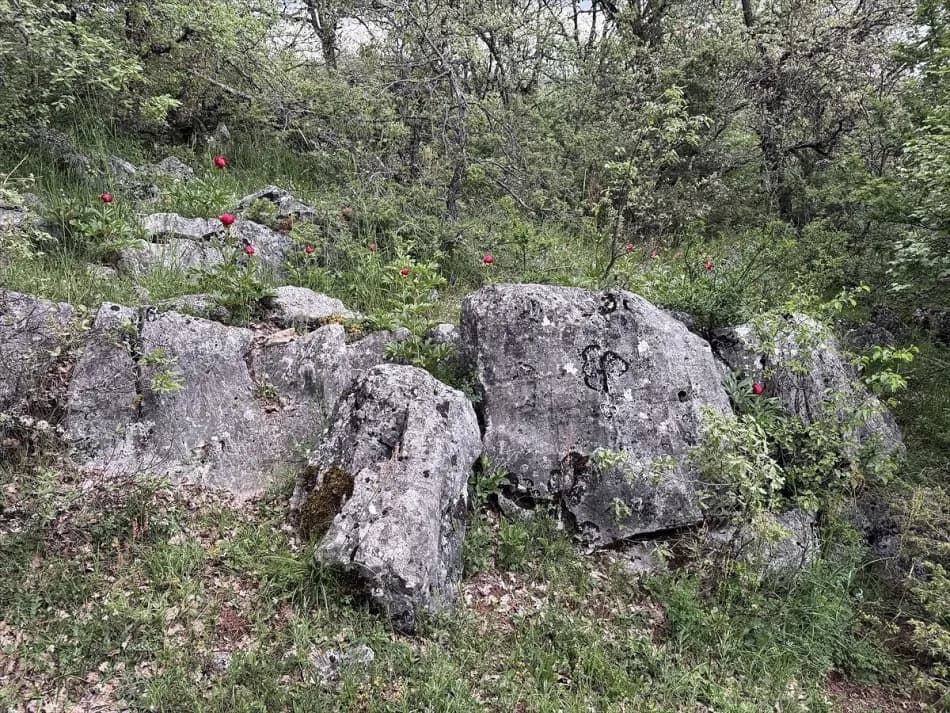 Karabük'te Koruma Altındaki Ayı Gülü Çiçek Açtı