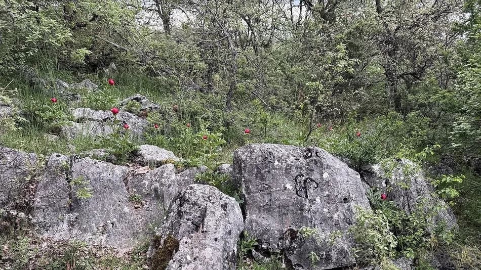 Karabük'te Koruma Altındaki Ayı Gülü Çiçek Açtı