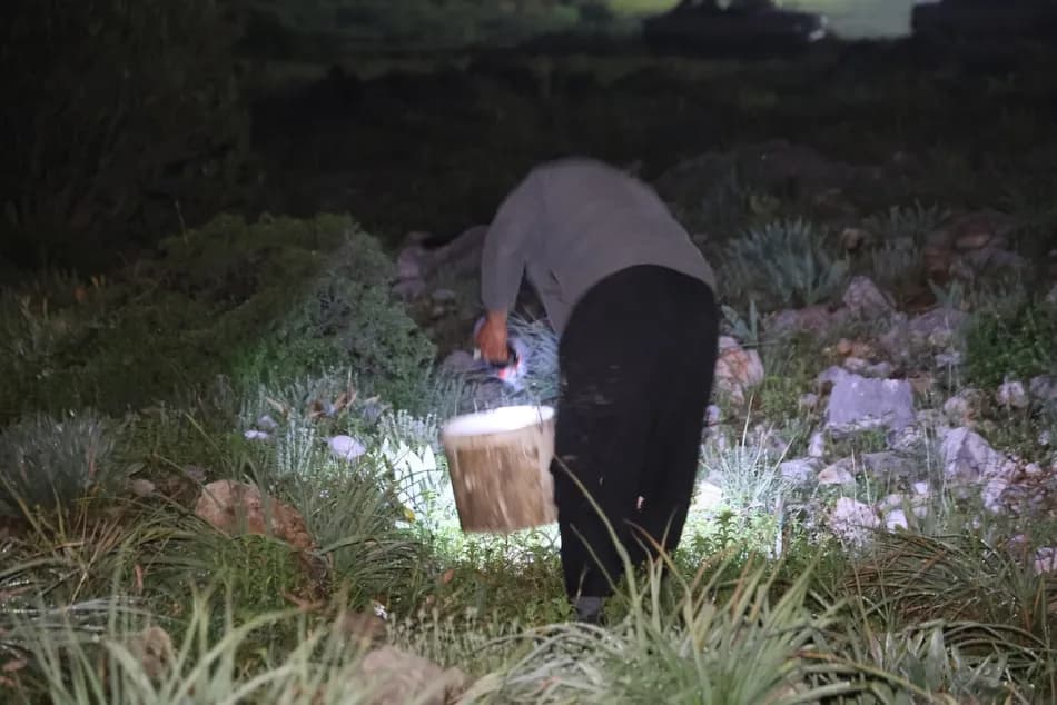 Adana'da gece dağlara çıkan toplayıcılar kara salyangozunun kilosunu 35 liradan satıyor