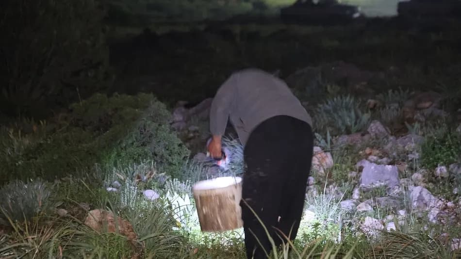 Adana'da gece dağlara çıkan toplayıcılar kara salyangozunun kilosunu 35 liradan satıyor