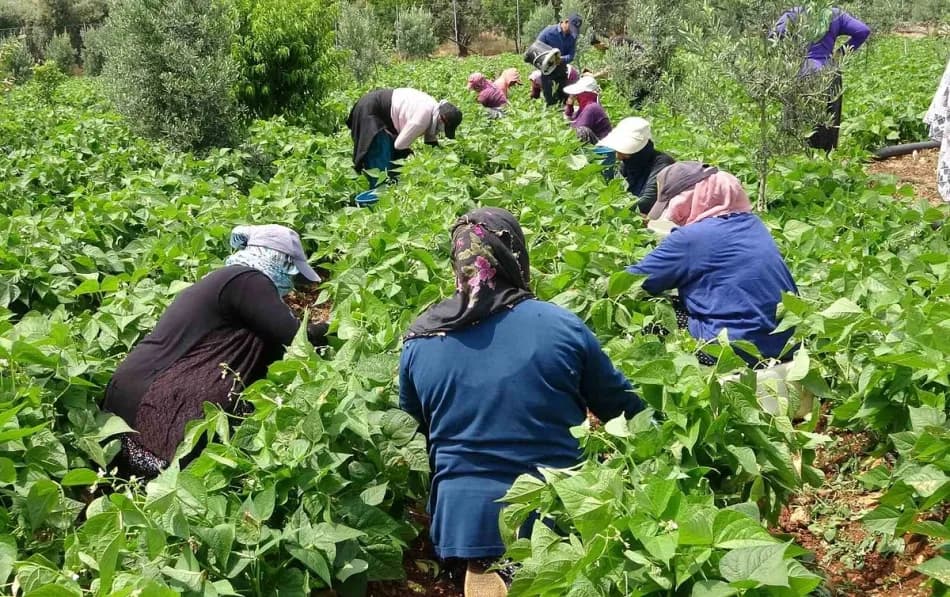 Mersin’de açık alanda sarıkız fasulyesi hasadı başladı