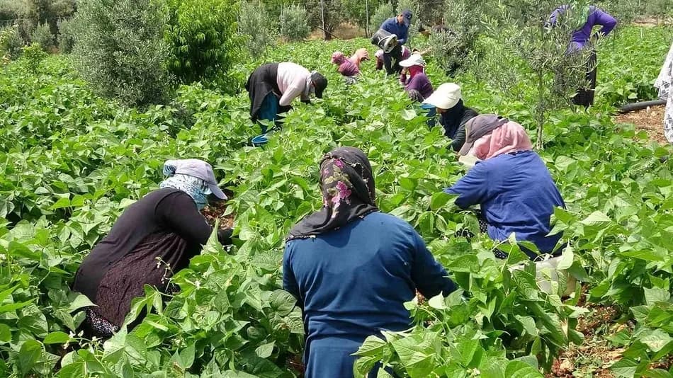 Mersin’de açık alanda sarıkız fasulyesi hasadı başladı