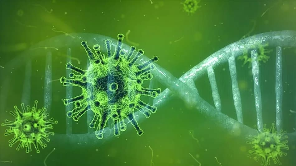 Uzman isim hantavirüste risk gruplarını ve korunma yollarını açıkladı