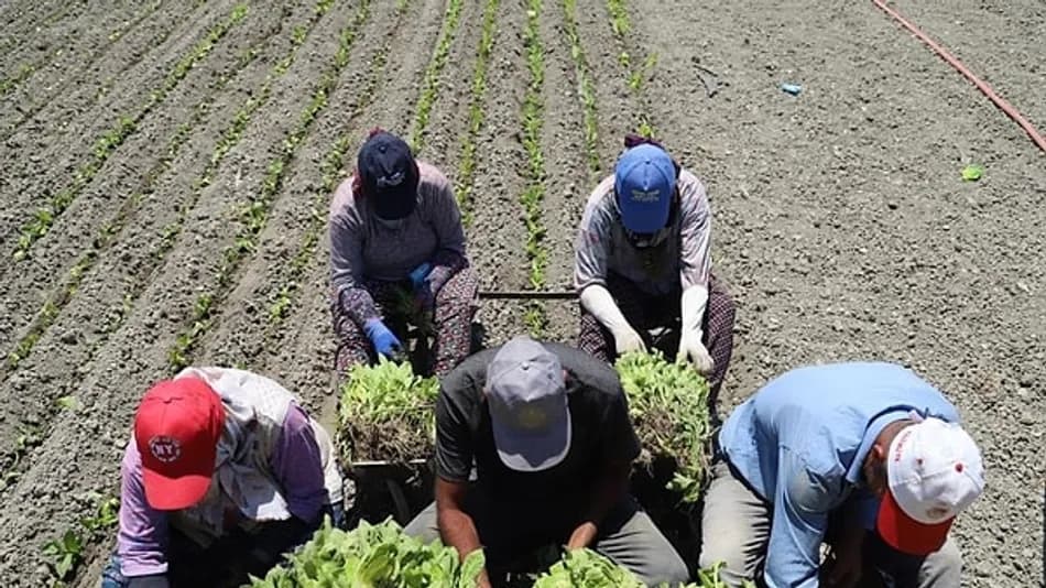 Yargıtay’dan Ev Hizmeti ve Tarım İşçileri İçin Tazminat Kararı