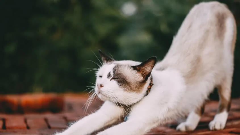 Yaşlı Kedi...