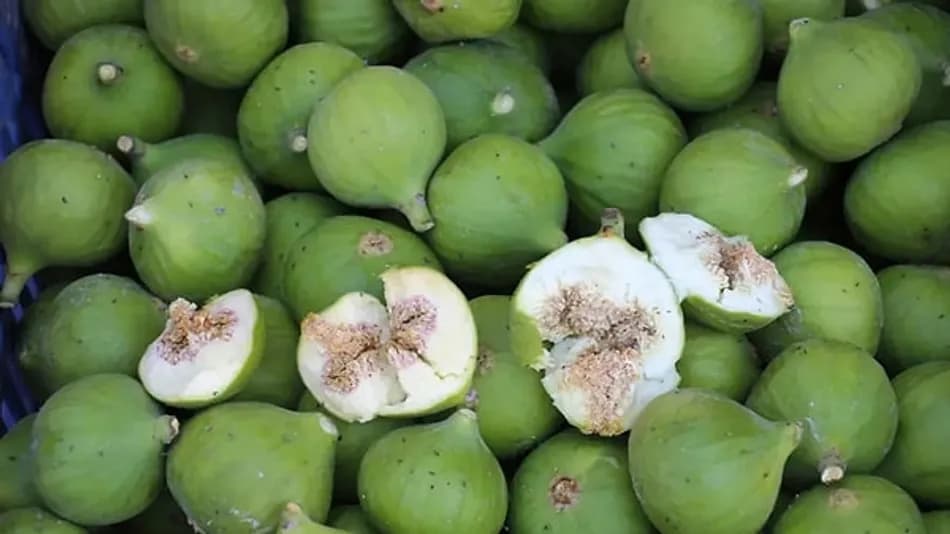 Aydın’da İlek Sezonu Açıldı: Erkek İncirler 500 TL’ye Satılıyor