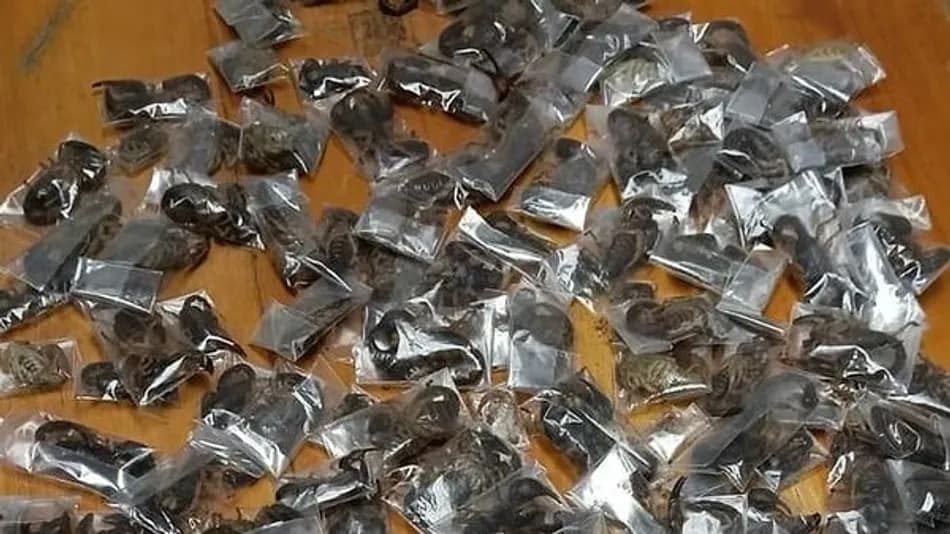 Cape Town Havalimanı’nda valizden 150 zehirli akrep çıktı