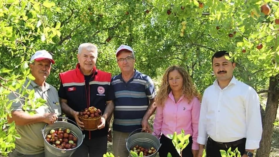 Denizli Çivril’de hünnap hasadı için geri sayım başladı