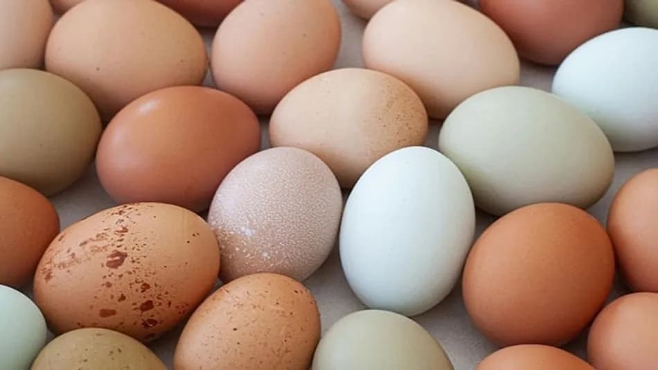 Belçika Yumurtalarında Salmonella Alarmı: 8 Ülkede Toplatılıyor