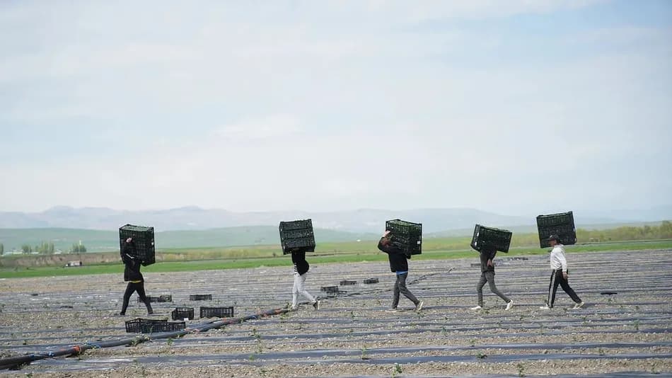 Muş'ta karpuz üretiminin 240 bin tonu aşması bekleniyor