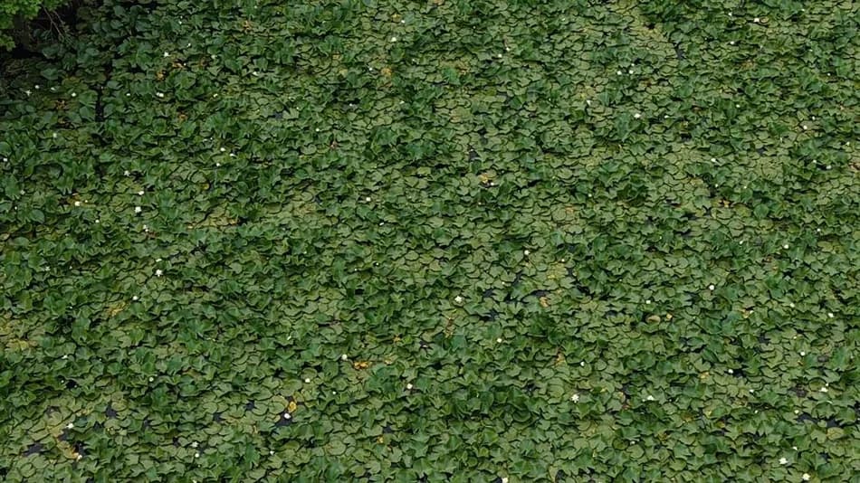 Çanakkale’de koruma altındaki nilüferleri koparanlara 699 bin 245 lira ceza