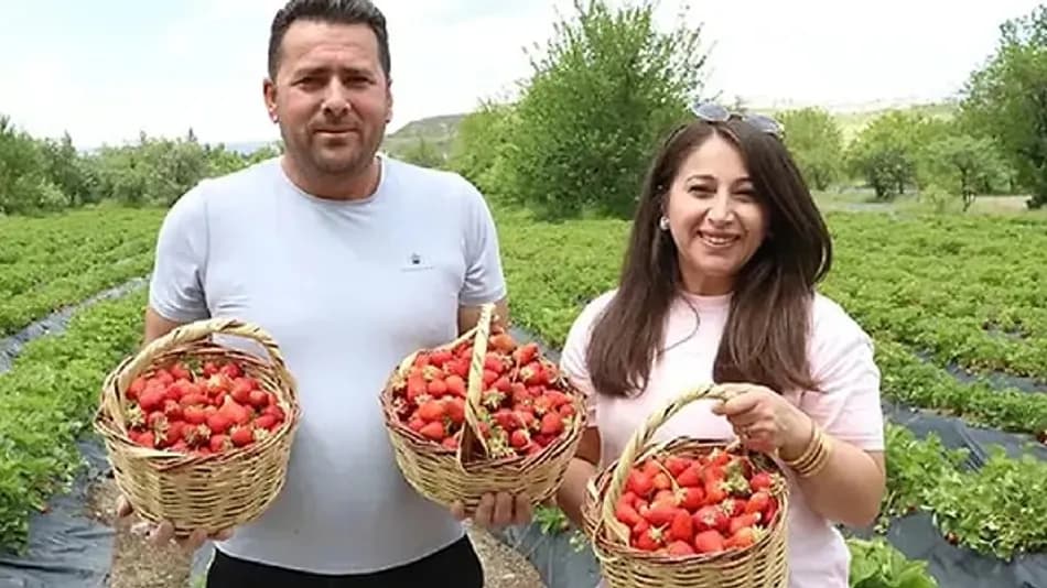 Kayseri’de Hobi Olarak Başlayan Çilek Üretimi 70 Tona Ulaştı