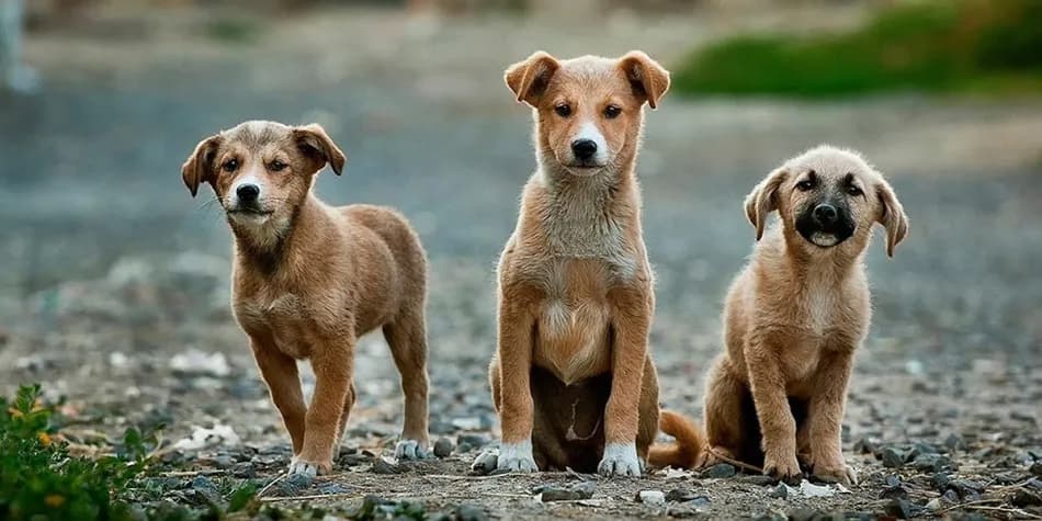 İstanbul Valiliği’nden belediyelere sahipsiz köpeklerin toplanması talimatı