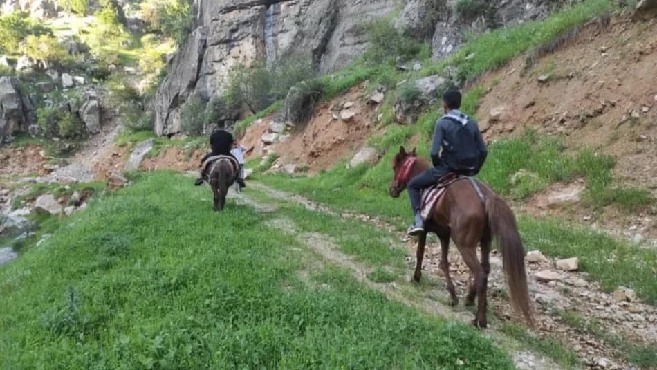 Batman Sason’da köylüler dağ pancarı toplamak için katırlarla saatlerce yol gidiyor