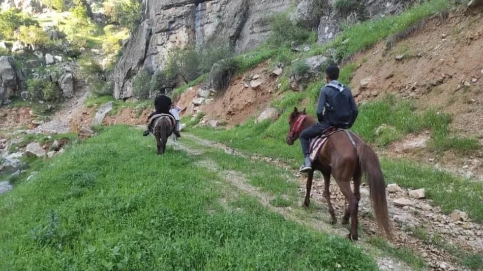 Batman Sason’da köylüler dağ pancarı toplamak için katırlarla saatlerce yol gidiyor