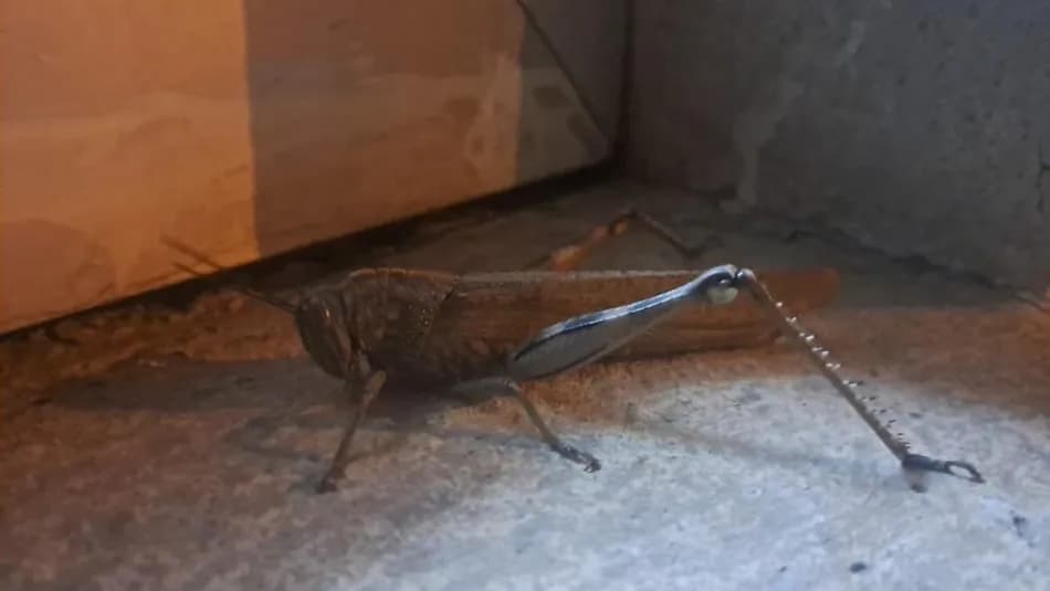 Diyarbakır'da görülen dev çekirge şaşkınlık yarattı