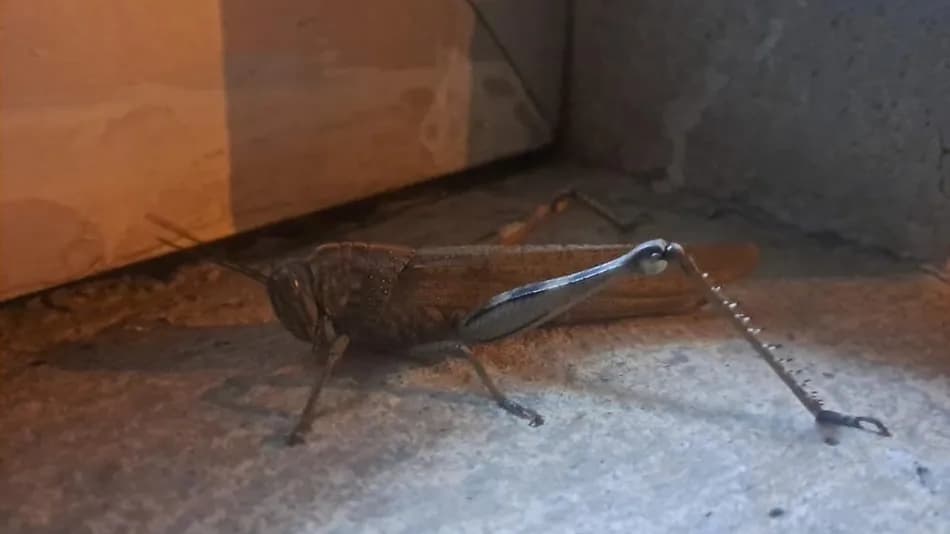 Diyarbakır'da görülen dev çekirge şaşkınlık yarattı