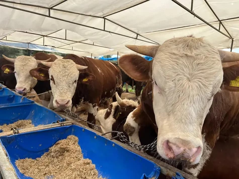 Kurban pazarlarında fiyatlar 85 bin liradan 500 bin liraya kadar çıktı