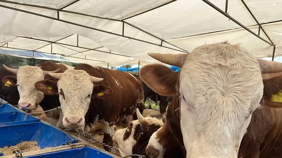 Kurban pazarlarında fiyatlar 85 bin liradan 500 bin liraya kadar çıktı