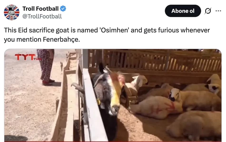 Kurban pazarındaki 'Osimhen' adlı koyun sosyal medyada gündem oldu