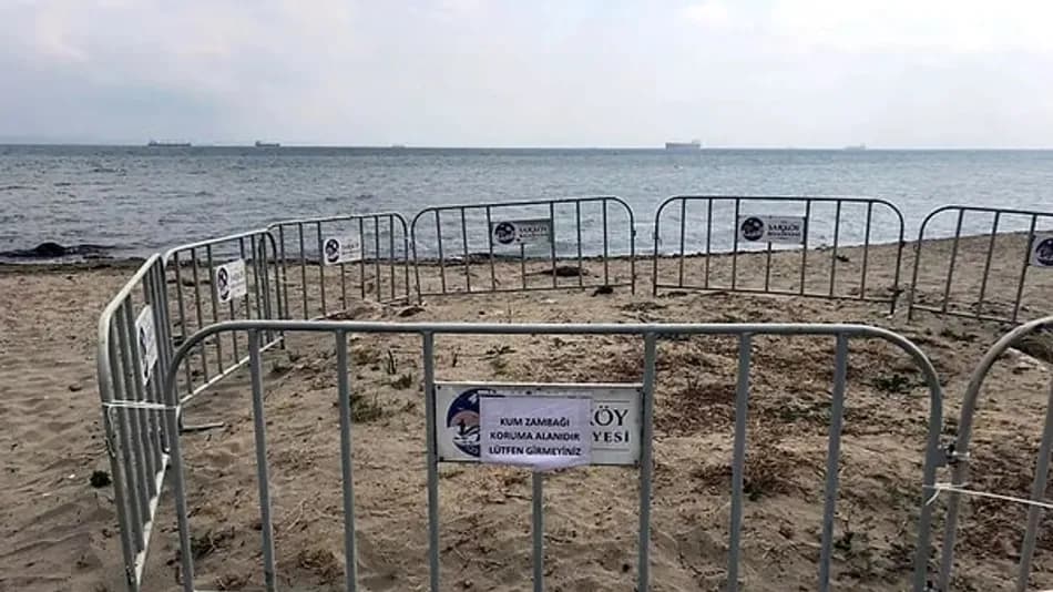 Şarköy Sahilinde Nesli Tehlikedeki Kum Zambakları Koruma Altına Alındı