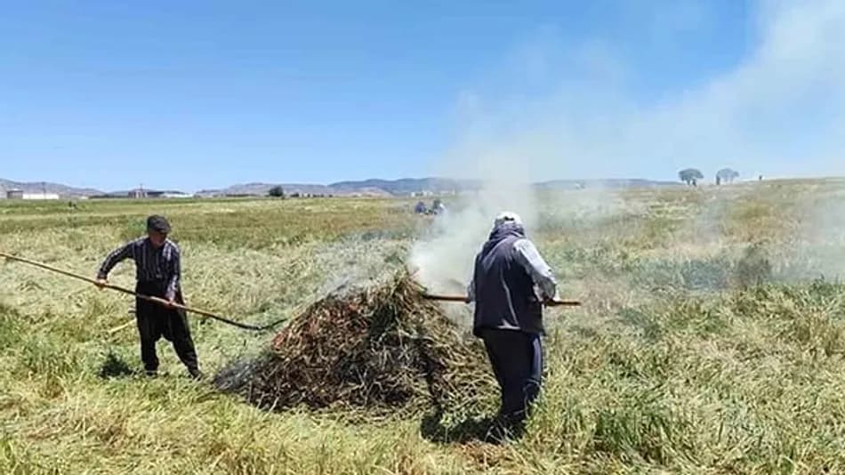 Araban Ovası’nda Firik Sezonu Başladı