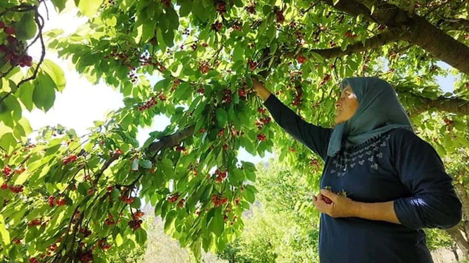 Manavgat Burmahan’da erkenci kiraz hasadı başladı