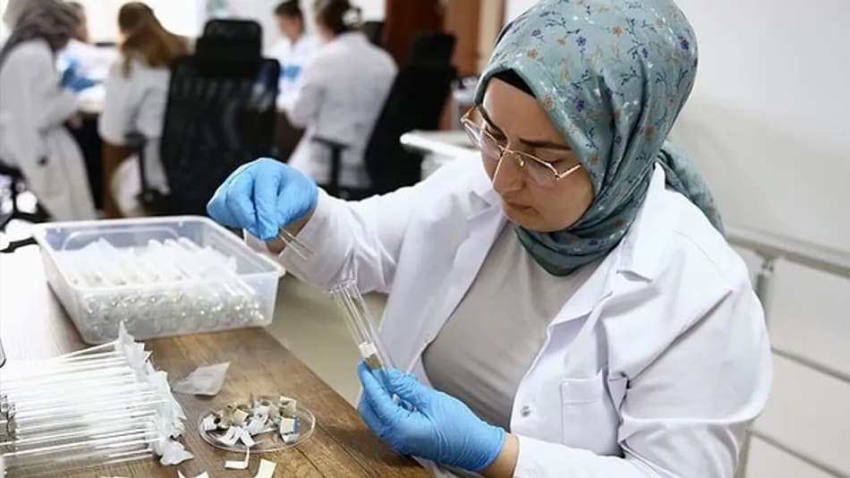Samuray arıları 5 ilde kahverengi kokarcaya karşı salınacak