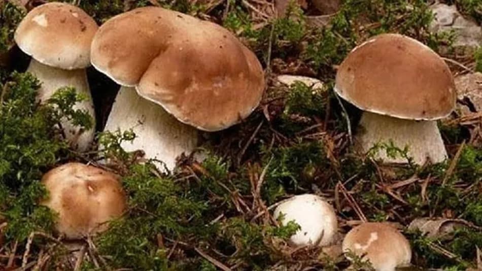Ağsı boletus mantarı üreticiler için gelir kapısı oldu