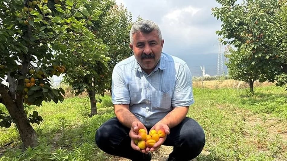 Osmaniye’de Orange Ruby kayısı üretimi yüksek verim sağladı