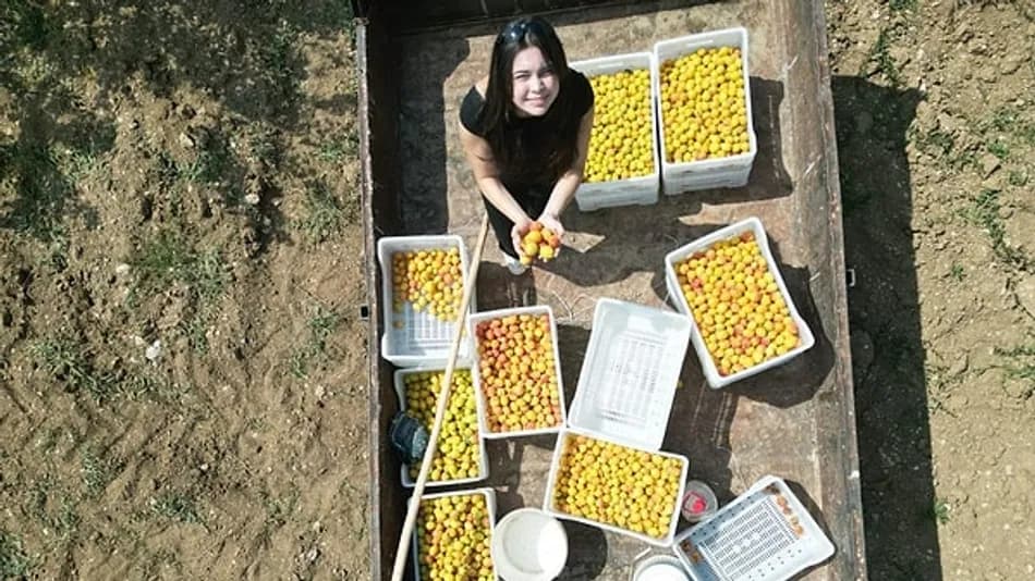Ayşe Umay Bahçıvan çorak arazide kayısı üretimiyle birinci oldu
