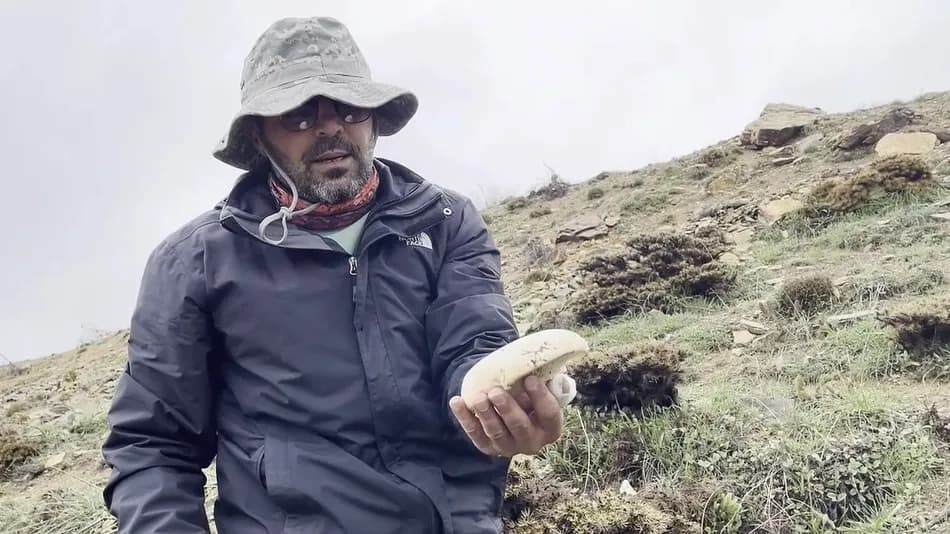 Erzincan'da dağ mantarının kilosu 2 bin liraya çıktı