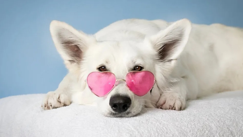 Köpeklerde...