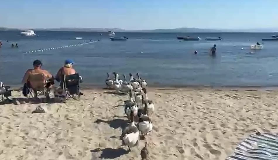 Erdek’te denize girmesi yasaklanan kazlar sahile döndü