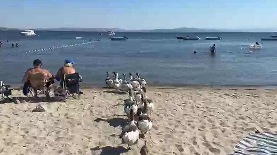 Erdek’te denize girmesi yasaklanan kazlar sahile döndü