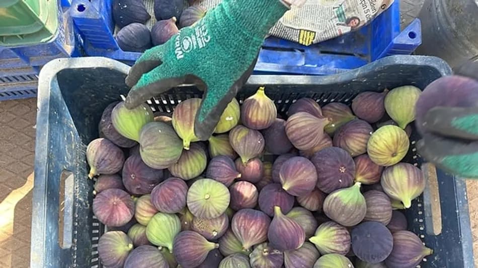 Bursa siyahı incirde fiyat 130 liradan 80 liraya düştü