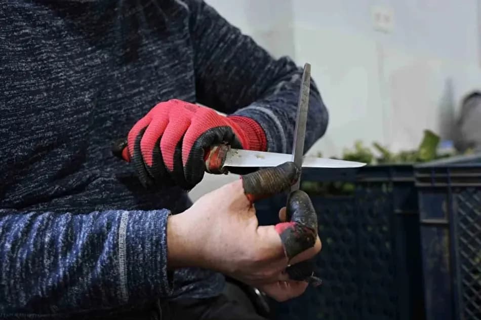 Aydın’da enginar hasadı başladı: Sezonluk işçiler asgari ücretin 4 katına kadar kazanabiliyor