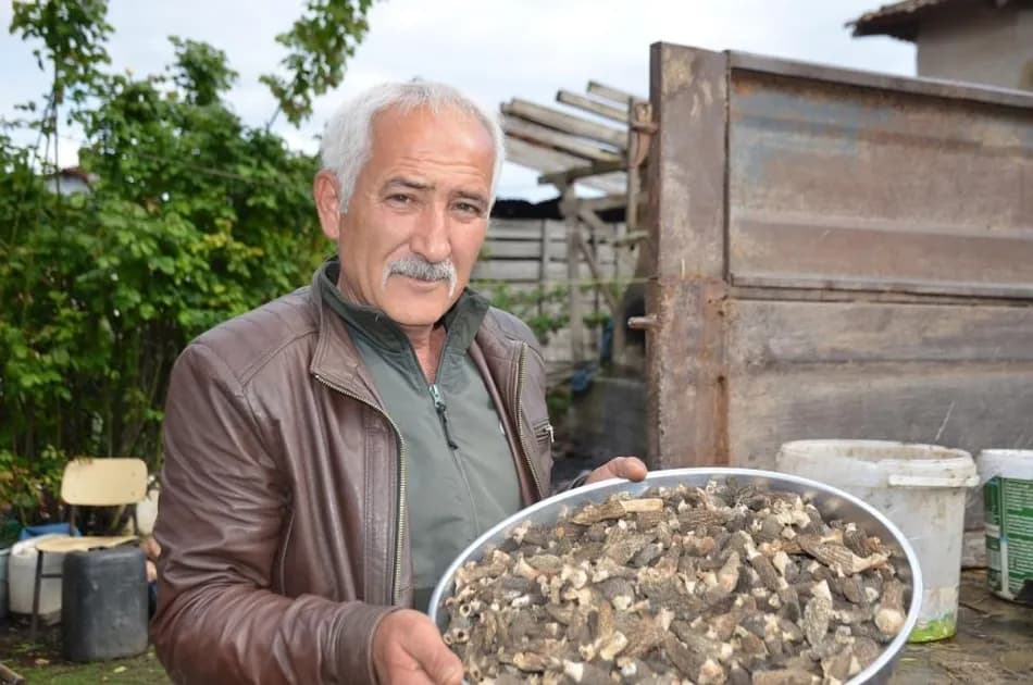 Bilecik'te yangın bölgesinde kuzugöbeği mantarı toplandı