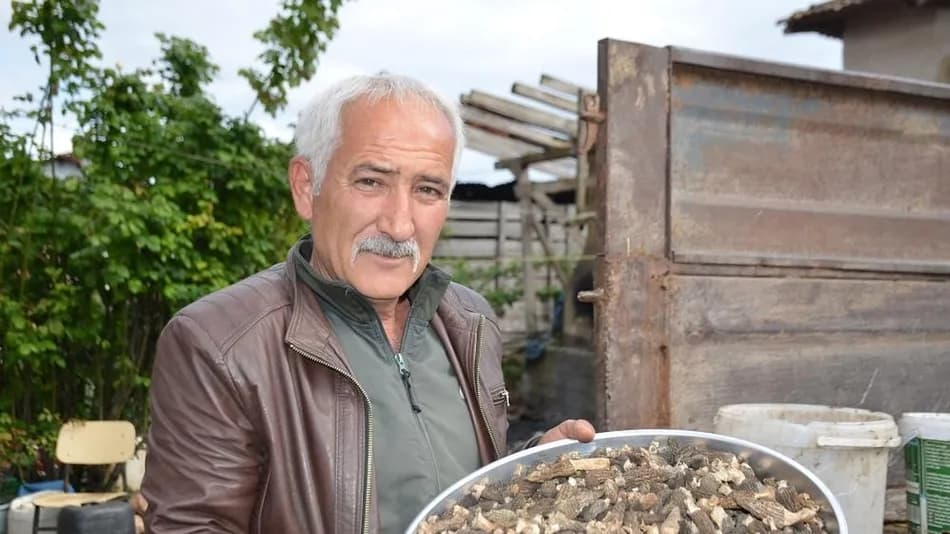 Bilecik'te yangın bölgesinde kuzugöbeği mantarı toplandı
