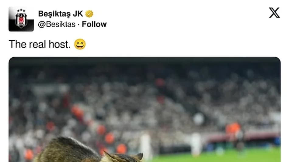 Beşiktaş’ın Rakibi Zalgiris’ten Kedili İstanbul Paylaşımı