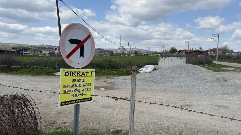 Aydın'da şap hastalığı nedeniyle 17 mahallede karantina uygulandı