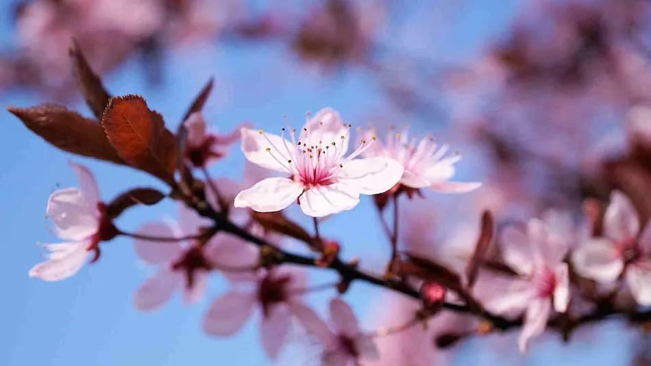 Nevruz’un resmi tatil ilan edilmesi için yasal süreç başlatıldı