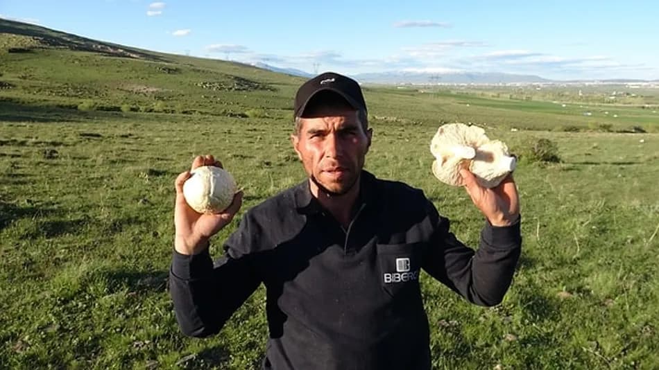 Erzurum yaylalarında mantar bolluğu: Kilosu 300 liraya çıktı
